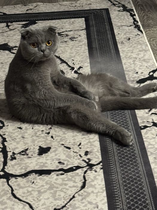 Отдам кота три года