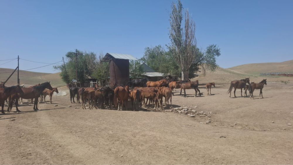 Бие 200 бас сатылады