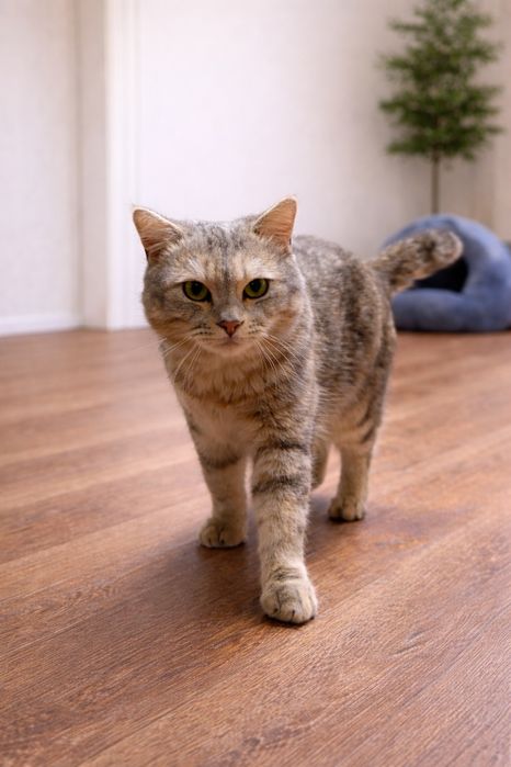 Золотой шиншилла тобби мальчик