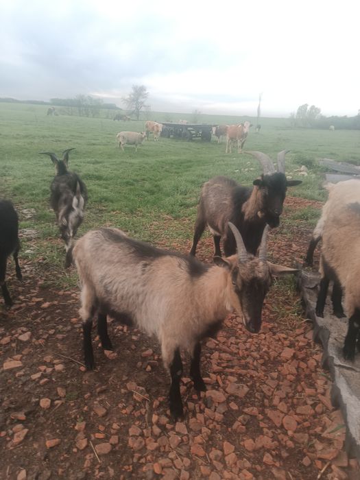 Vând țapi de 16 luni de ținut sau tăiat.