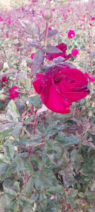 Роза көшет сорты чёрный магия 2и 1 жылдық көшеттер