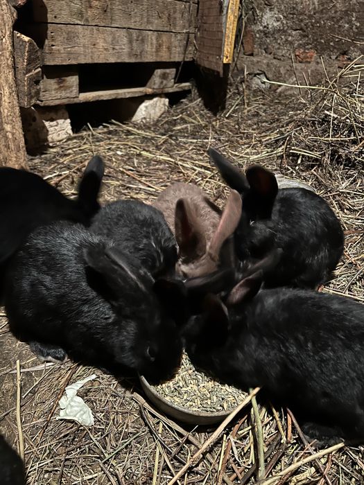 Кролики француский баран 1,5месяца