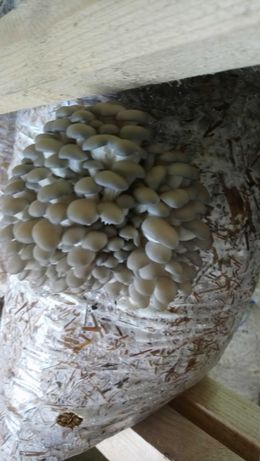 Skylight born Dairy products Saculeti de compost pentru ciuperci Pleurotus gata pregatit | adroi-food