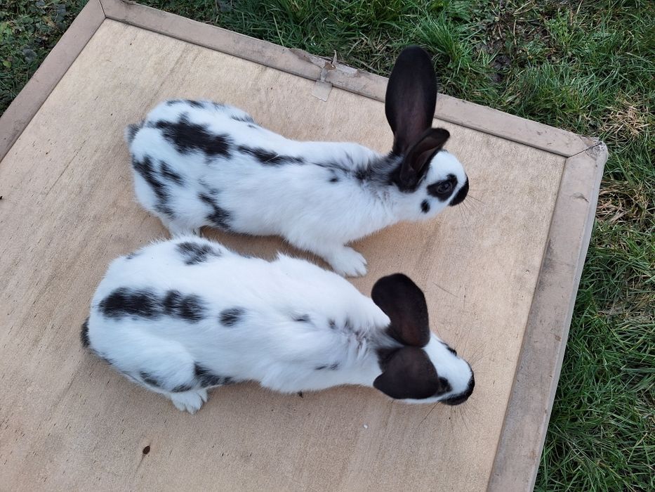 Iepurasi de companie