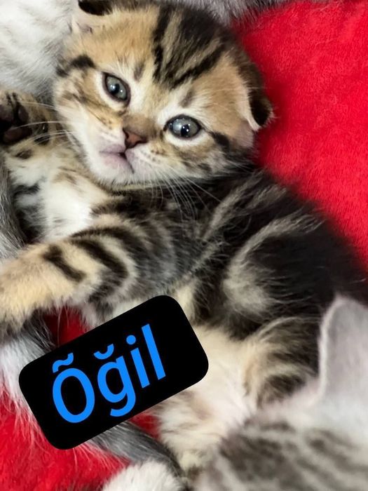 Skotish fold mushukchala скотишфолд котятя