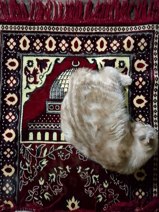 Кошка по имени Ласка