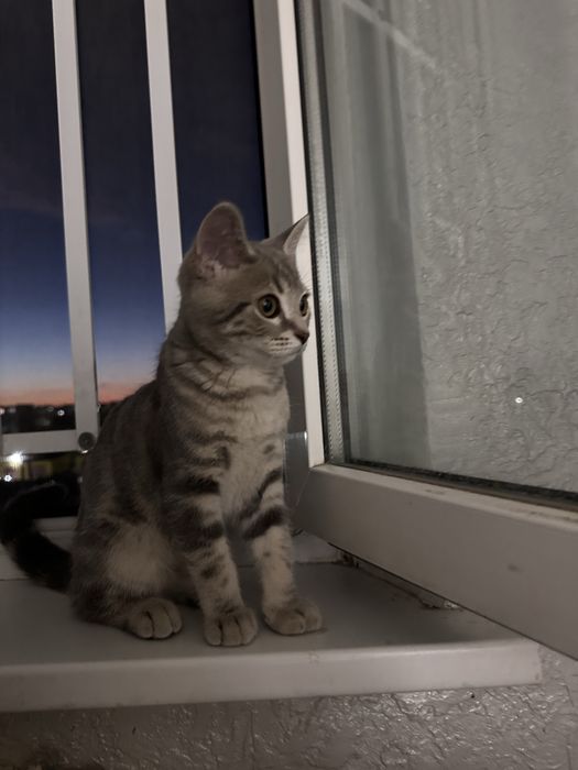 Продам котенка скоттиш страйт