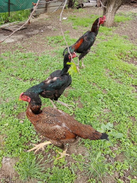 Дакан кораз сатылады