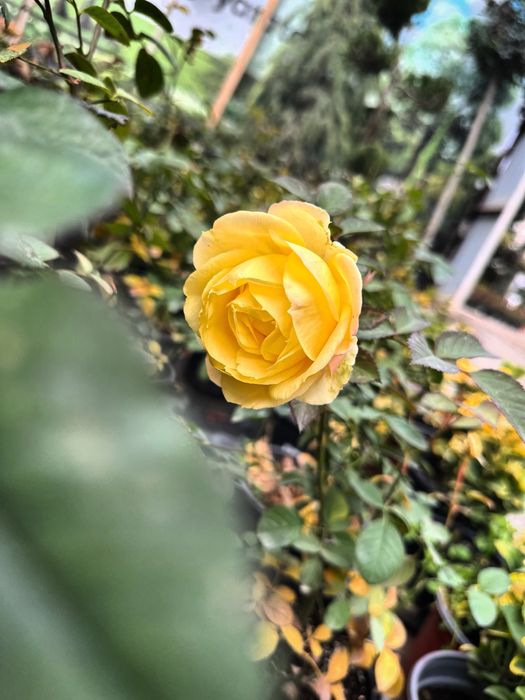 Атиргул сотувда