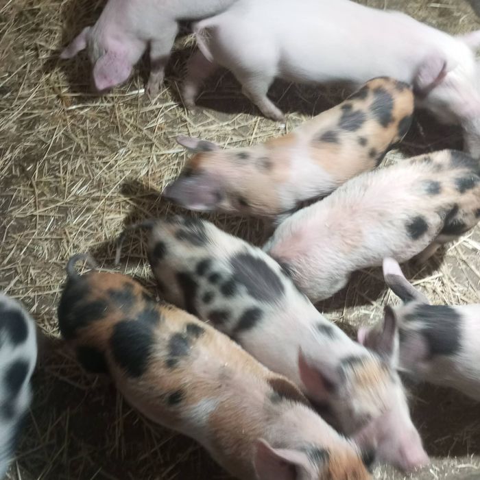 Малки прасенца и заплодена свиня.