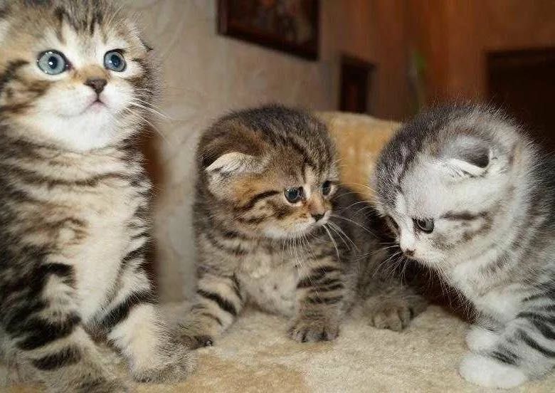Прекрасненькие Котята