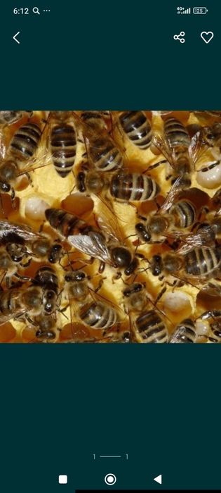 Асал ари оиласи арзон