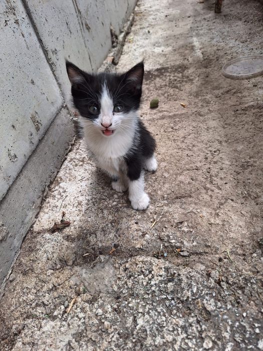 Отдадим котят в добрые  руки!