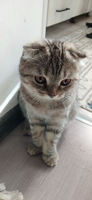 Продаетса катенок скотиш фолд
