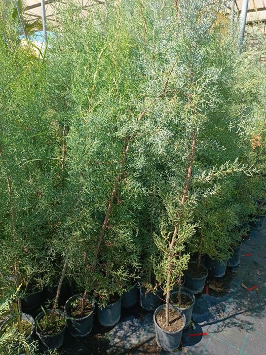 Аризонски Кипарис височина около 150 см