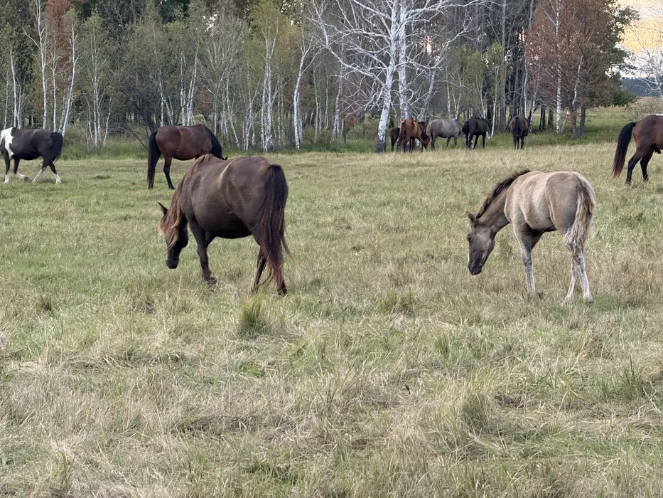 Продам лошадей…