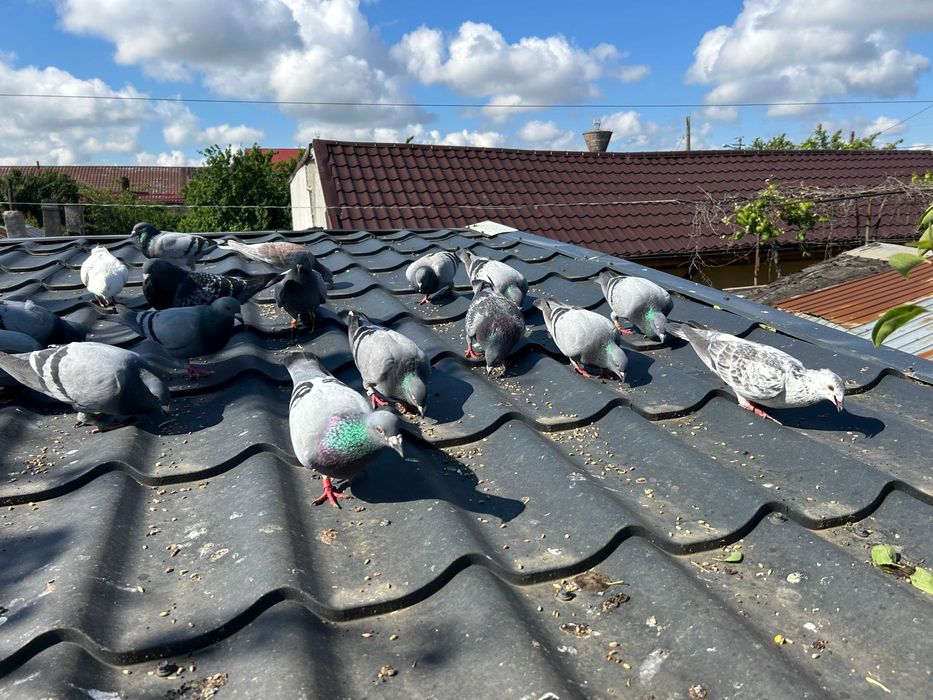 Porumbei  Voiajori  inclusiv   pui vand pe   toti 30   bucati