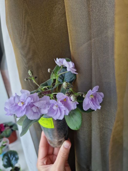 Фиалка сортовая.  Комнатные цветы