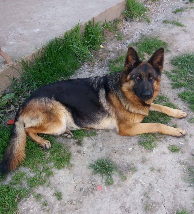 Vand femela ciobanesc german