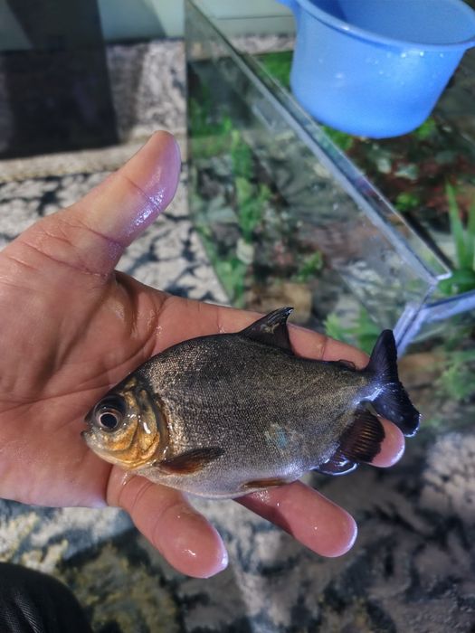 Pirania paku va dollar