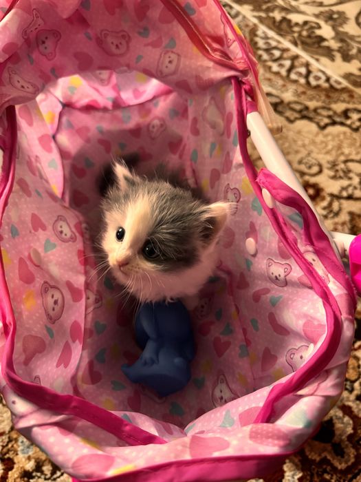 Милые котята ищут дом