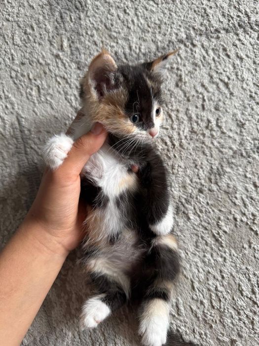 Отдам котят в добрые руки.