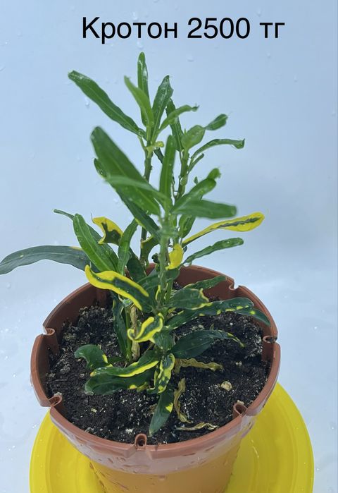 Комнатные растения