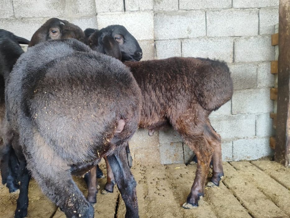 Семыз кошкар 4штук