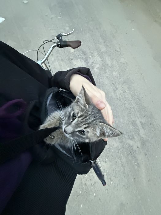 Отдам котенка срочно