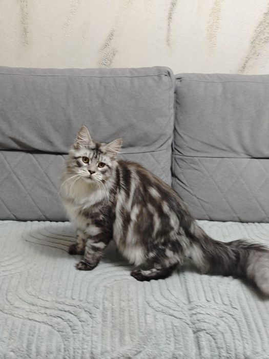 Мейн Кун мальчики