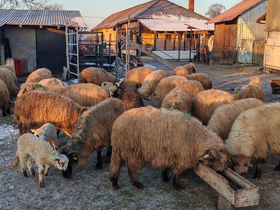 Vând  45 de oi cu miei