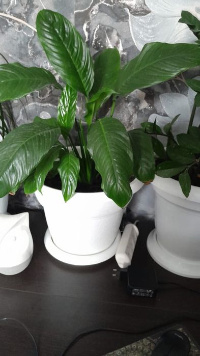 Продаются комнатные цветы