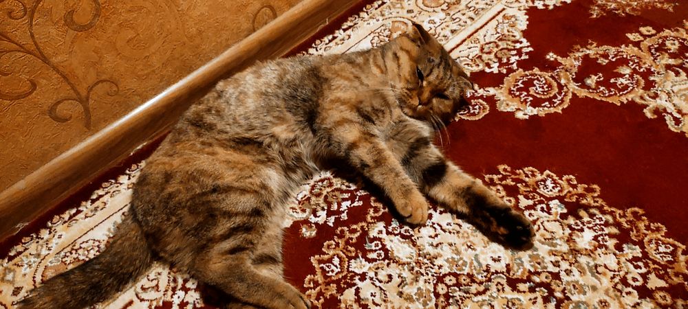 Шотландский веслоухий кошка скоттиш фолд