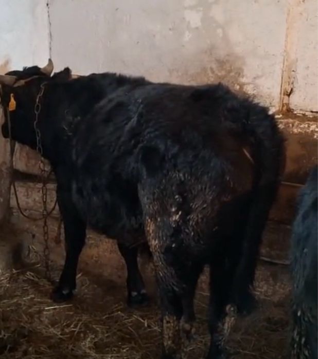 2 бас буқа 2-жылдық сатылады