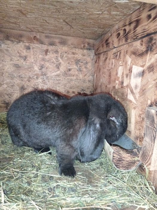 Iepuri berbec german