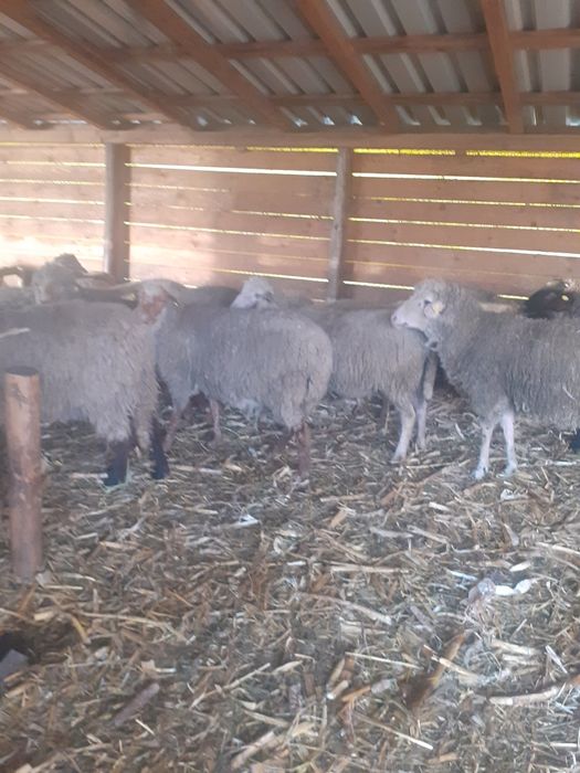 oi de vânzare, chiar și pe alese