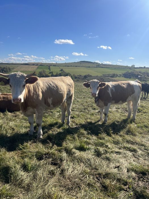 vand juninci la prima fatare