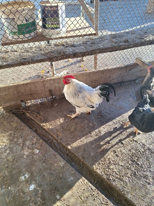 Әтеш ( петух) сатылады 6000