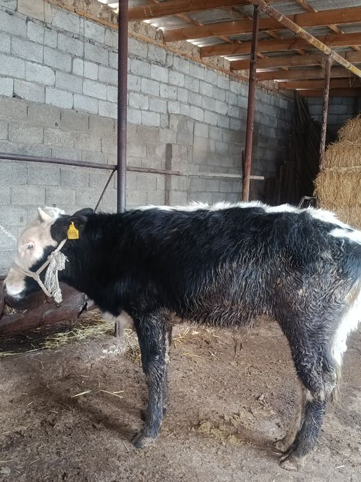 Еркек тана сатылады