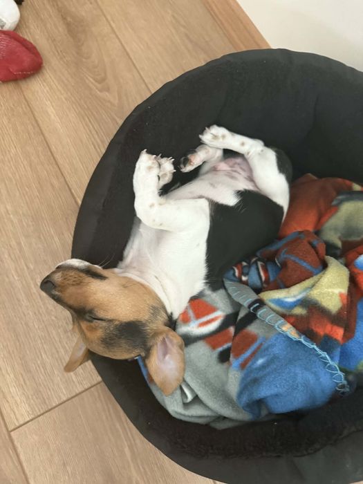 Бебе Джак Ръсел на под 3 месеца