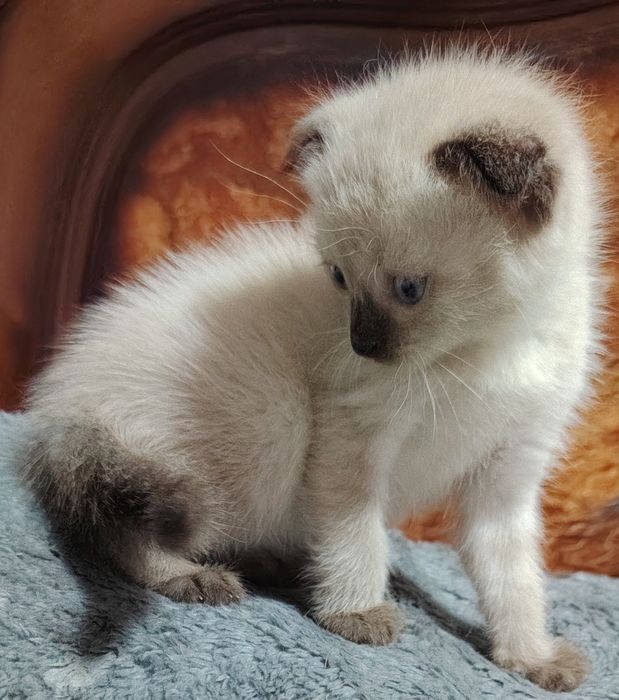 Продаються  веслоухие котята два мальчика одна девочка