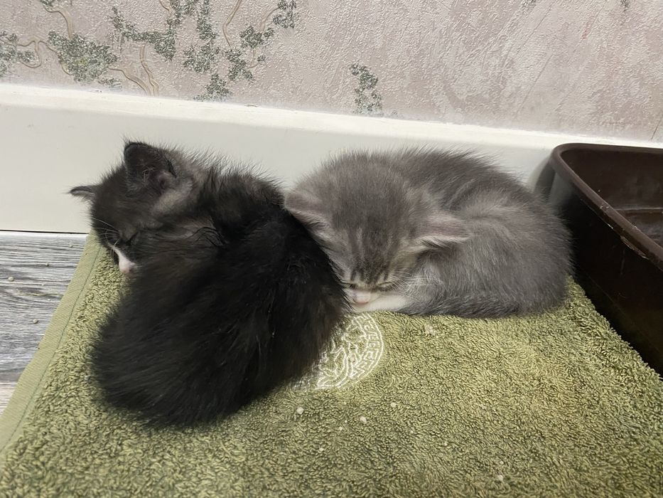 Котенек маленьки даром