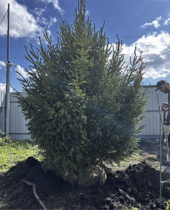 Ели сибирские 2.5-5 метров