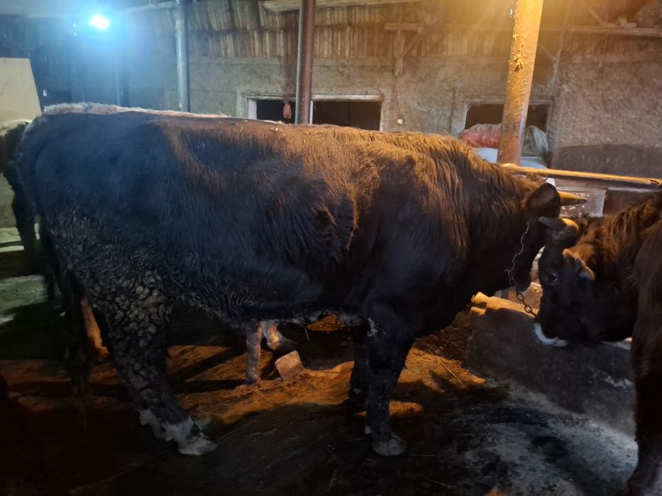 Продам быка возраст 2 года!