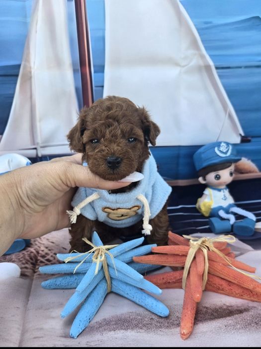 Пудел тийкъп Пудел той poodle teacup момче