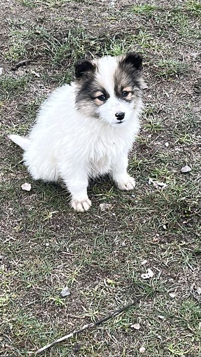 күшіктер,щенки в добрые руки