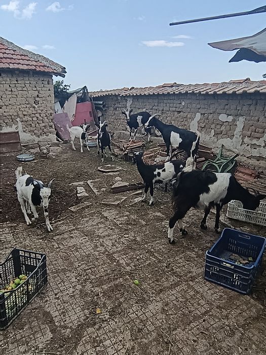 Кози-3 бр.-цена на брой и килограм
