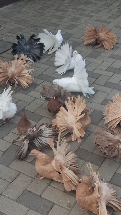 Vind porumbei rotati diferite culori