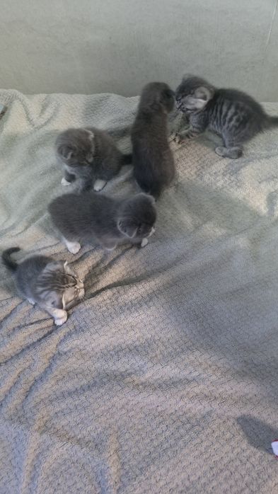 Продам шотландских котят