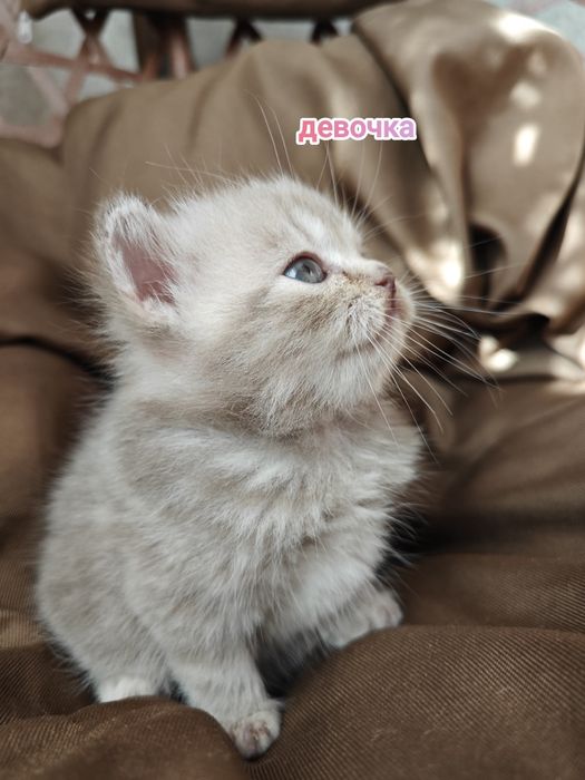 Британские котята